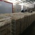 泰州白鹅鹅苗250g以上