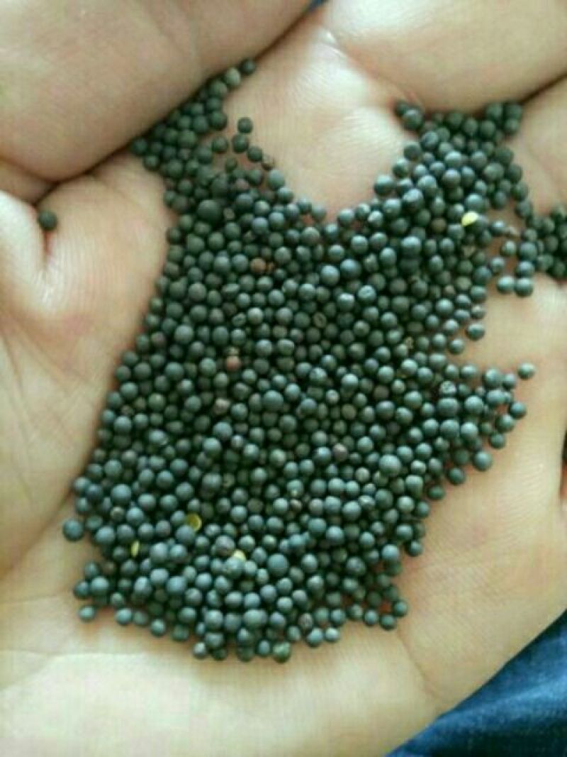 油菜籽1