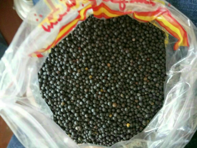 油菜籽1