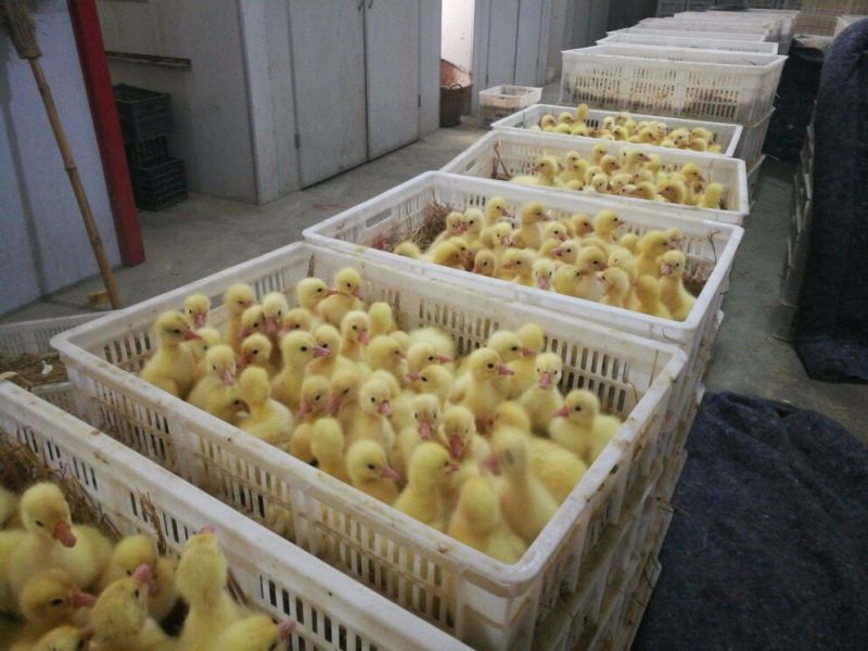 朗德鹅苗250g以上