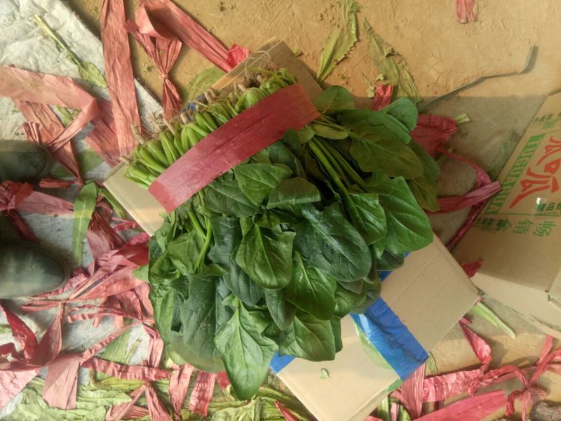 【精品】河北菠菜规格齐全货源充足稳定供货对接商超档口