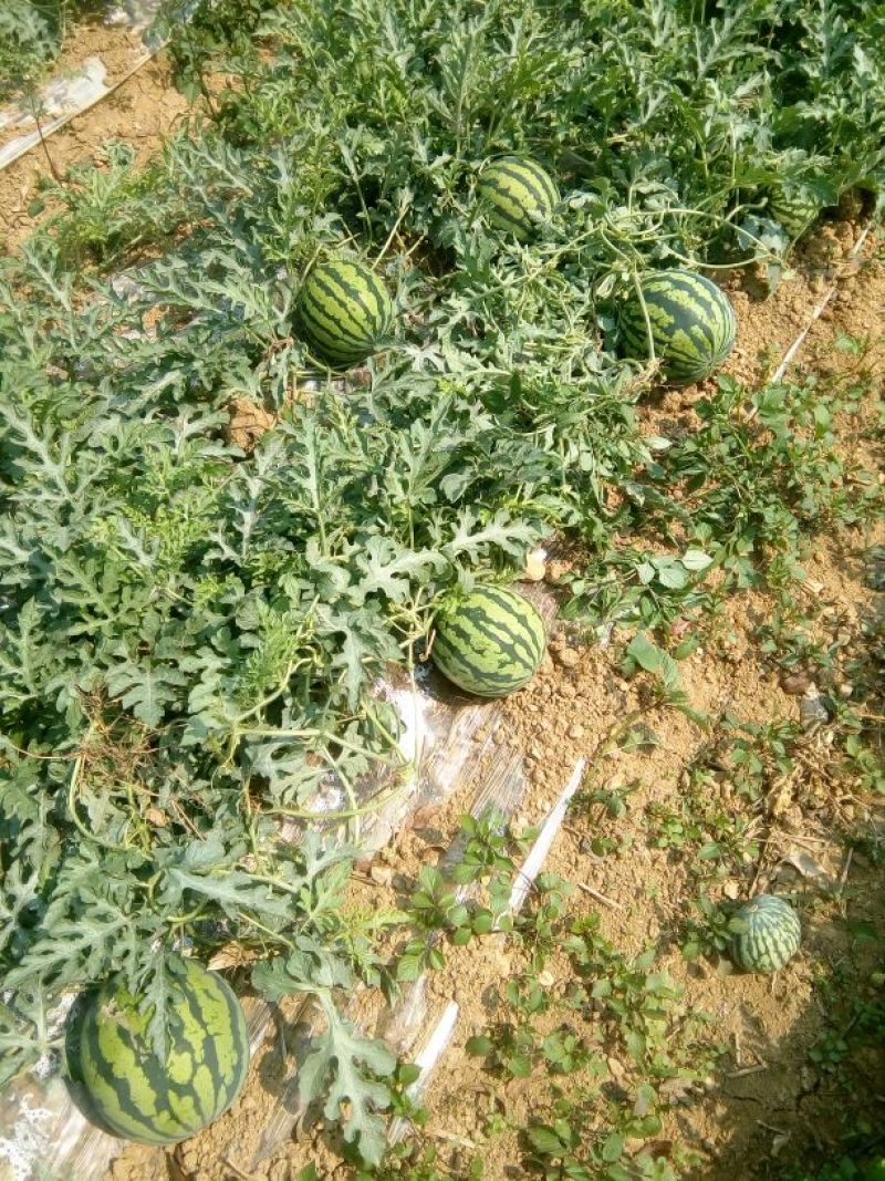 甜王西瓜4斤打底9成熟2茬以上