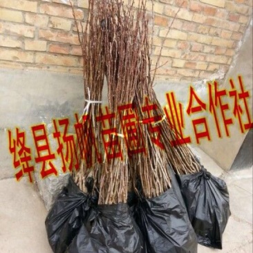 大果山楂苗