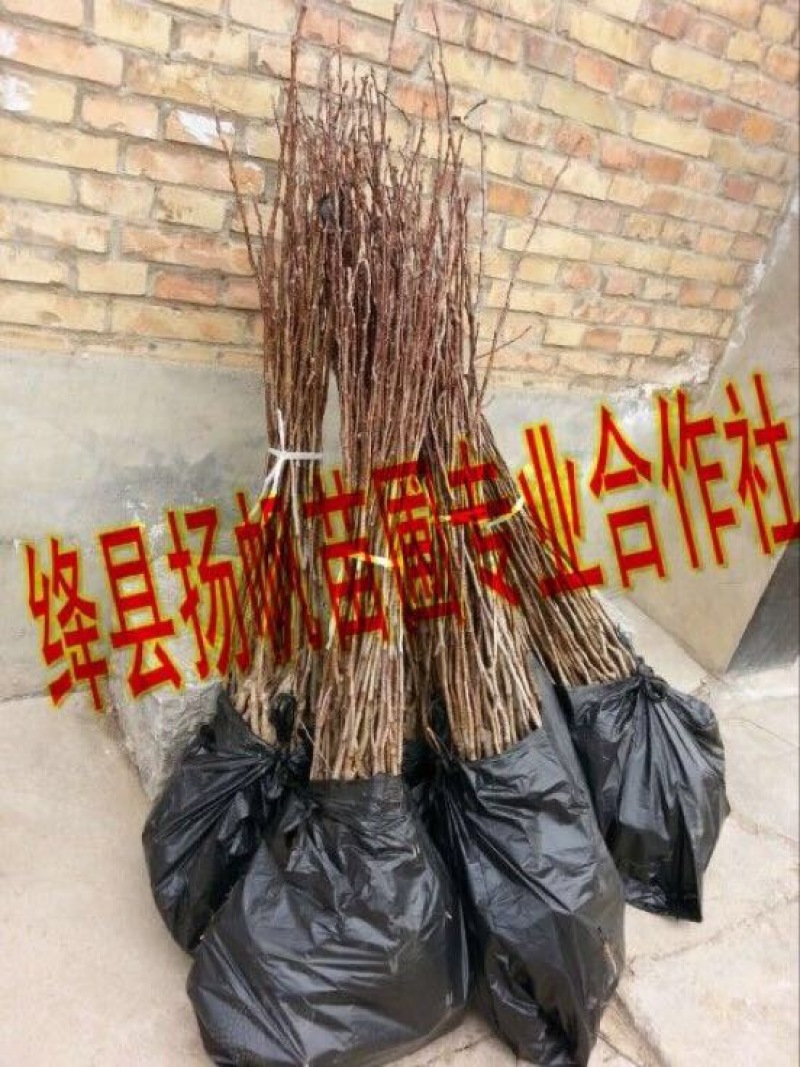 大果山楂苗