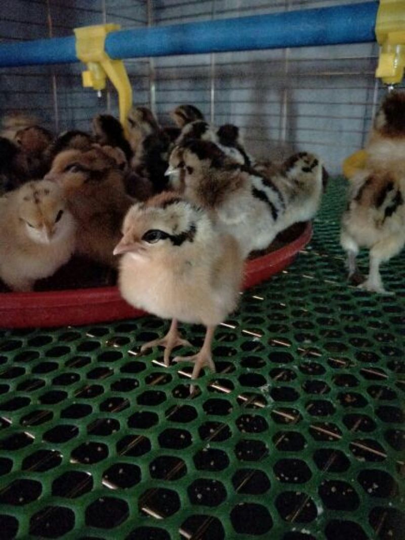 土鸡苗出壳苗35~45克