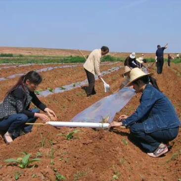 地膜白地膜农用地膜瓜果蔬菜专用膜