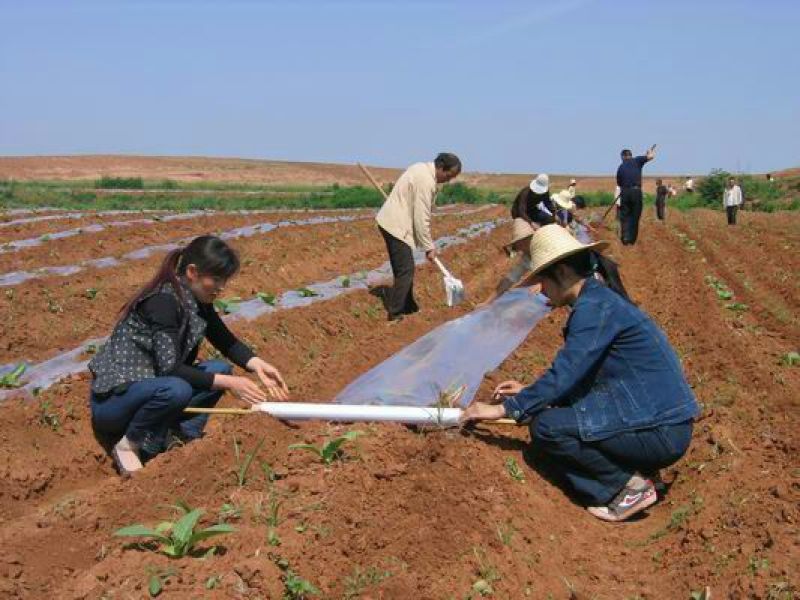 地膜白地膜农用地膜瓜果蔬菜专用膜