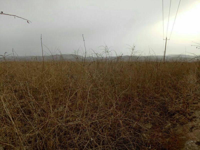 枸杞苗宁夏黑枸杞苗3年苗，插秧苗欢迎咨询量大优惠