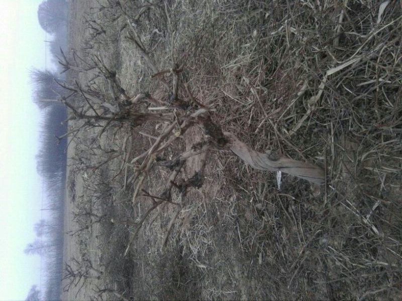 四季金银花苗，抗病强，免费提供技术，适应范围广。