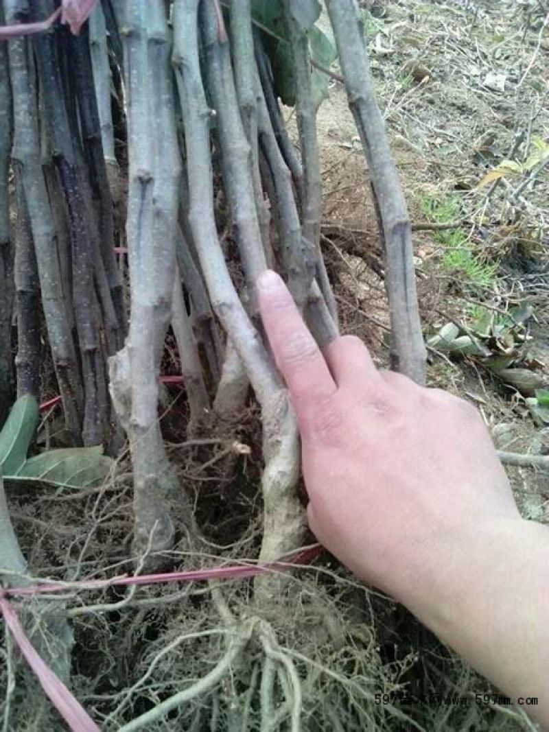 山楂苗品种齐全保证纯正，规格齐全，欢迎联系