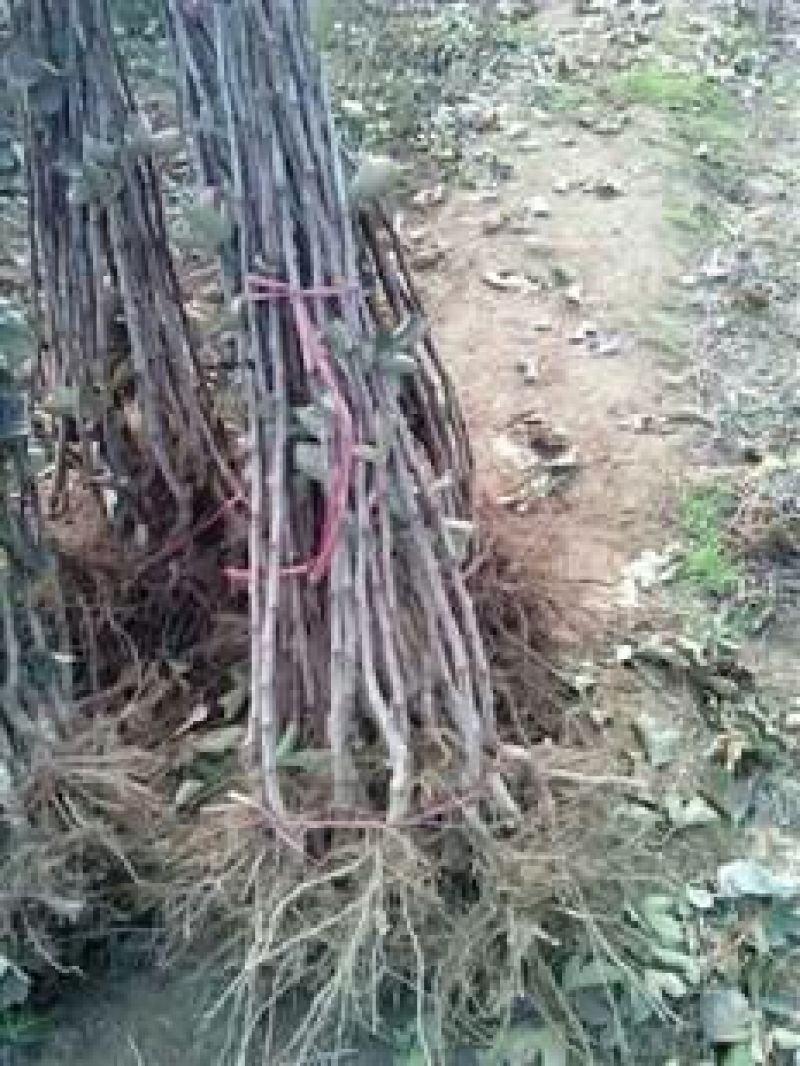 山楂苗品种齐全保证纯正，规格齐全，欢迎联系