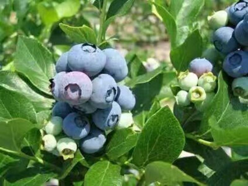贵州麻江蓝莓鲜果、有机蓝莓、货源充足，中介有礼