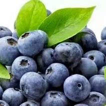 贵州麻江蓝莓鲜果、有机蓝莓、货源充足，中介有礼
