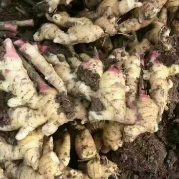 小黄姜3两以上带土