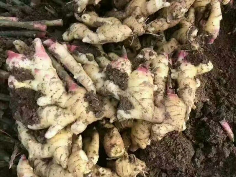 小黄姜3两以上带土