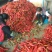 鲜红辣椒加工剁椒，红红椒红尖椒大量供应