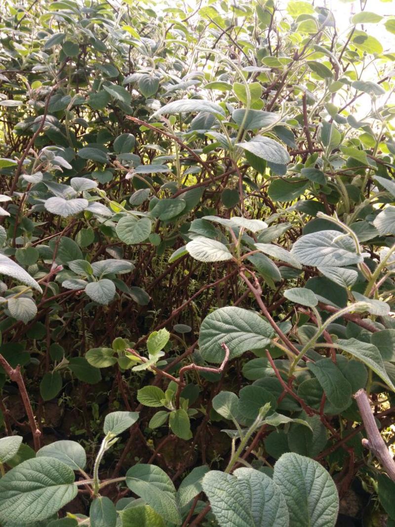 红阳猕猴桃苗实生苗0.2~0.4cm30cm以下