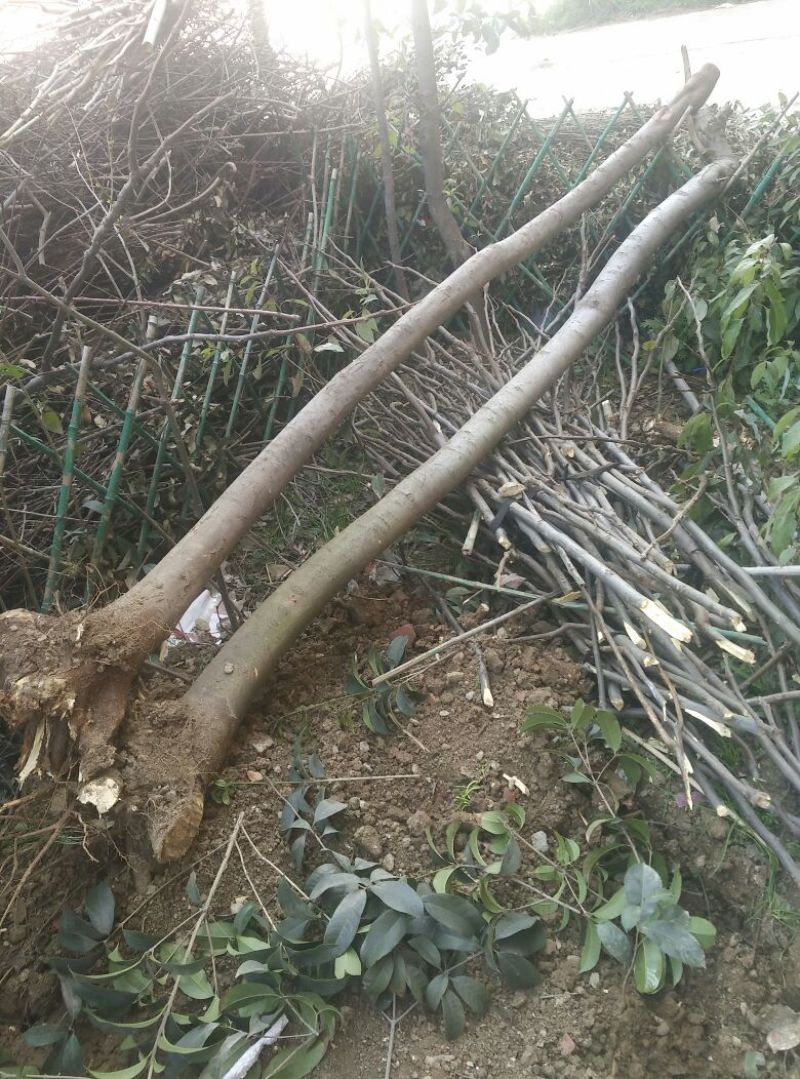 黄山栾树2~4cm4cm以下1.5~2米