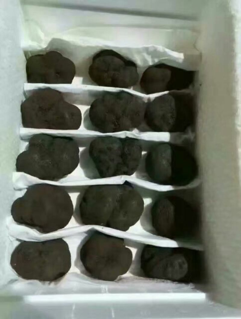 云南野生黑松露干片新鲜黑松露野生菌各种规格量大从优