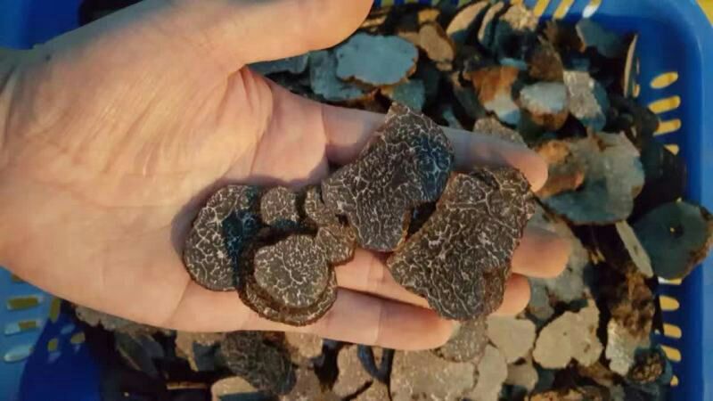 云南野生黑松露干片新鲜黑松露野生菌各种规格量大从优