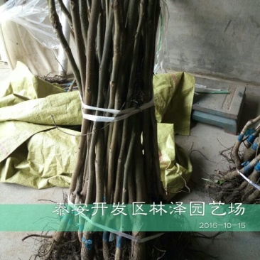 核桃苗50~100cm一年苗