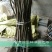 核桃苗50~100cm一年苗