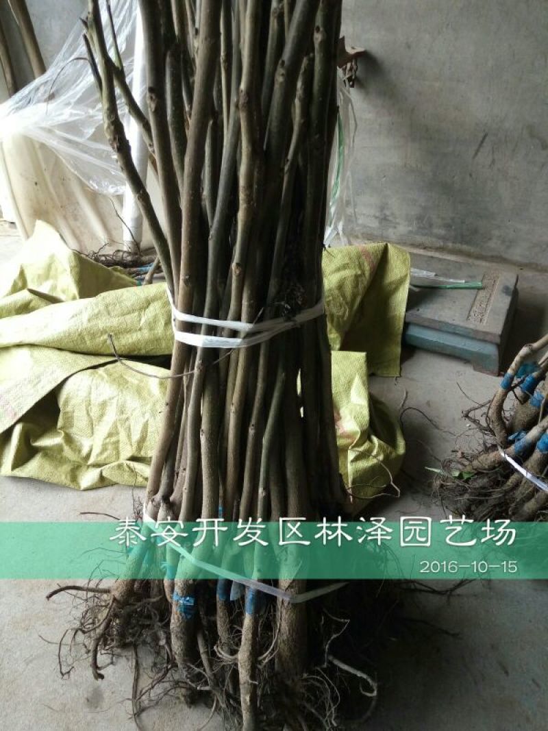 核桃苗50~100cm一年苗