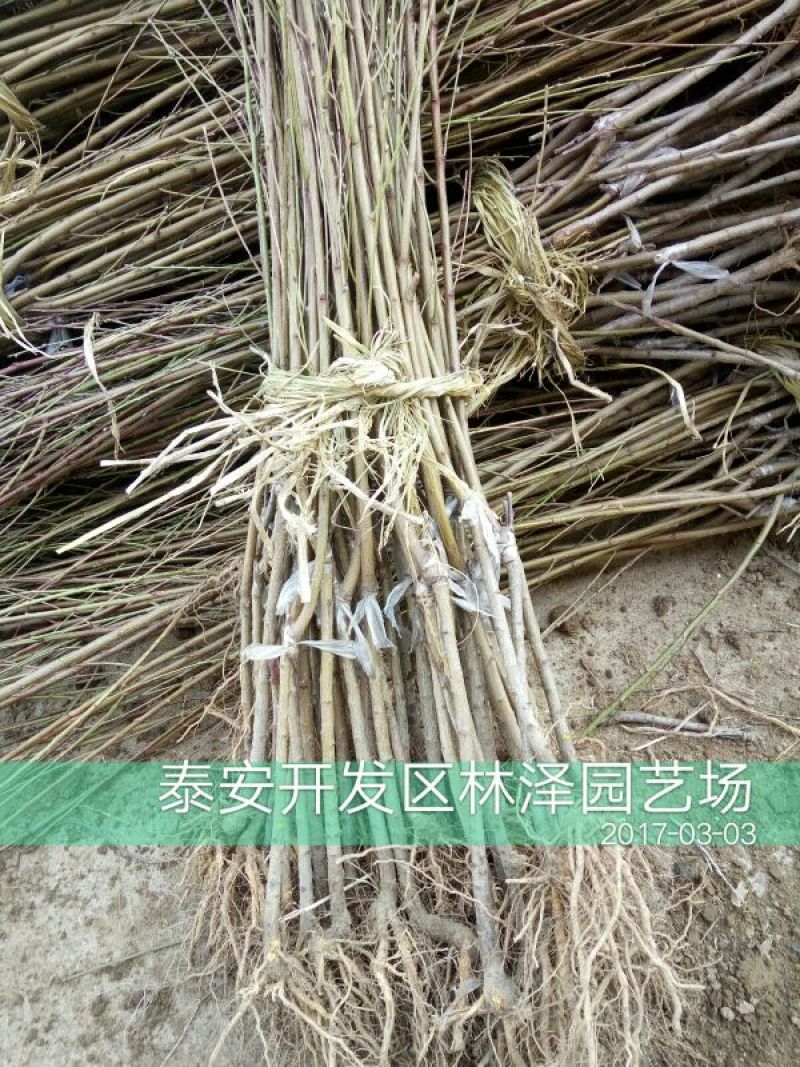 中华寿桃50mm以上