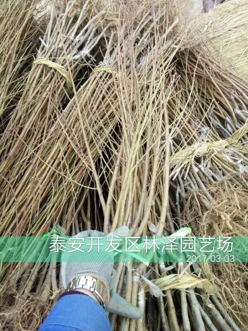 中华寿桃50mm以上
