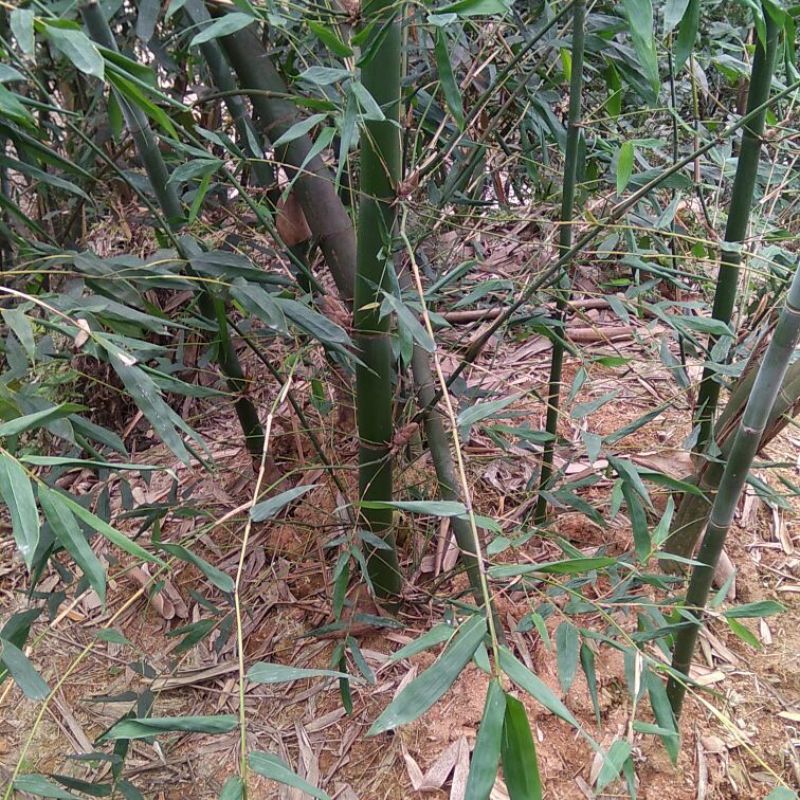 竹苗麻竹苗麻笋苗甜竹苗埔田竹笋品种独特