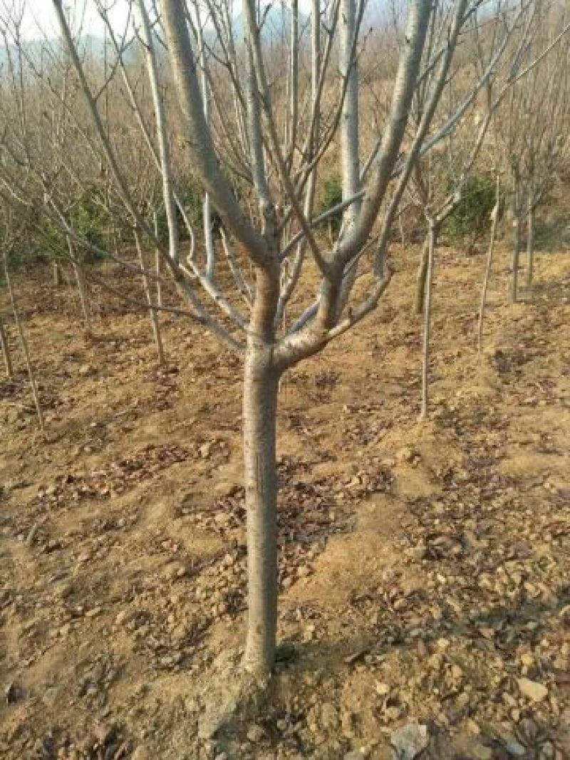 日本樱花8~10cm