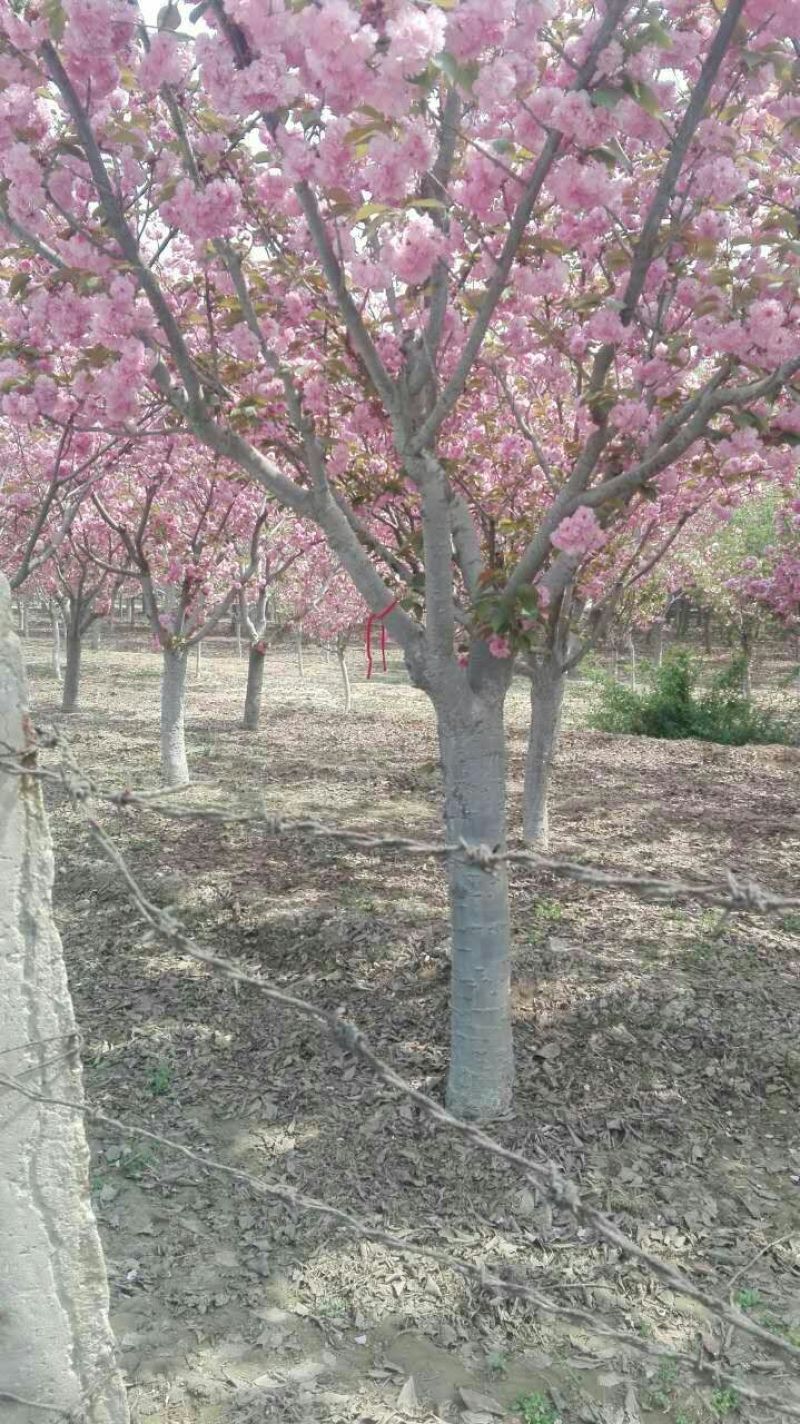 日本樱花8~10cm