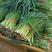 四季小葱30~35cm，粗细匀称，色黑叶绿，割根全根都
