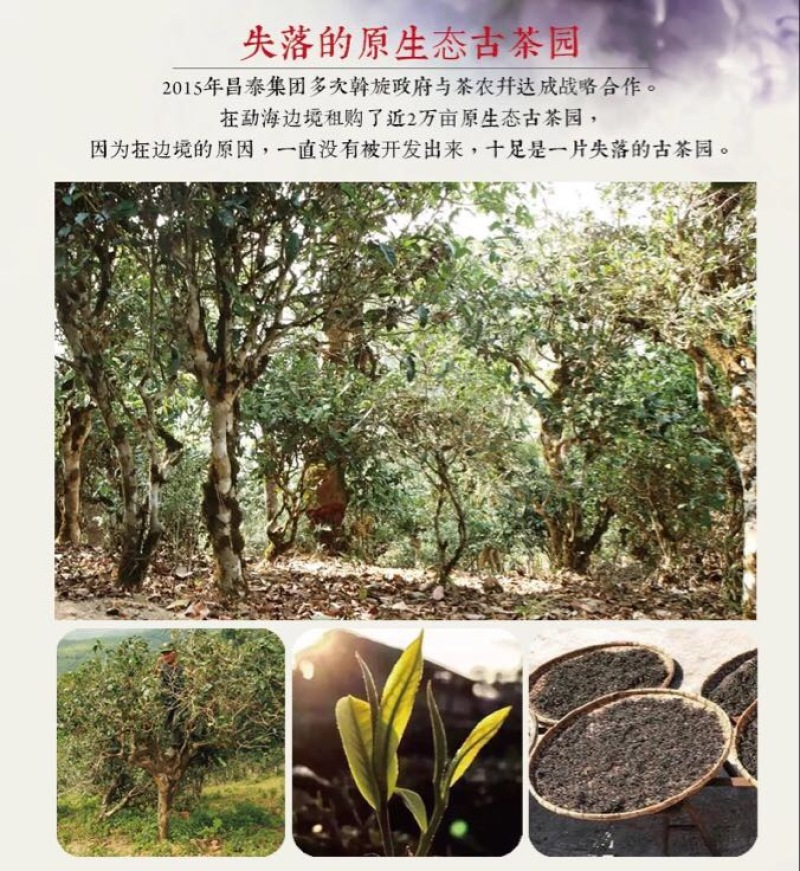 普洱绿茶