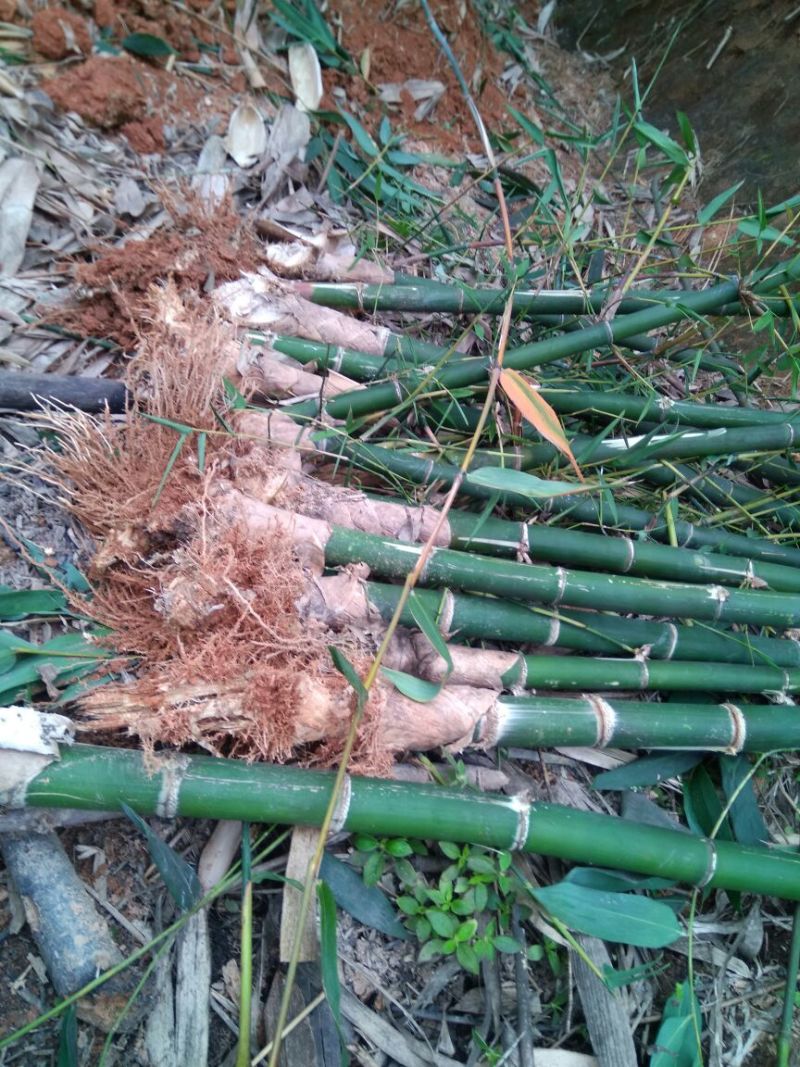 竹苗麻竹苗麻笋苗甜竹苗埔田竹笋品种独特