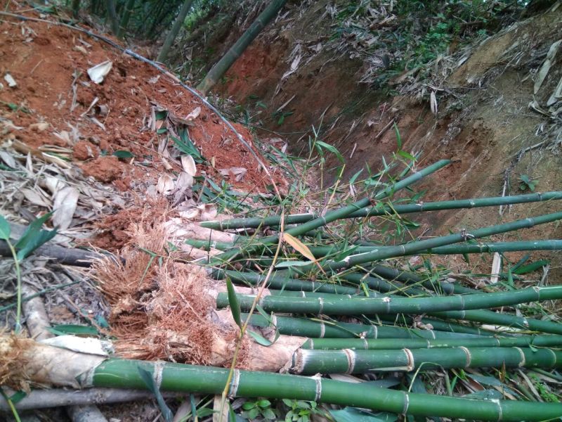 竹苗麻竹苗麻笋苗甜竹苗埔田竹笋品种独特