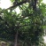 百香果紫香一号百香果