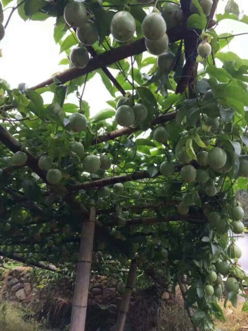 百香果紫香一号百香果