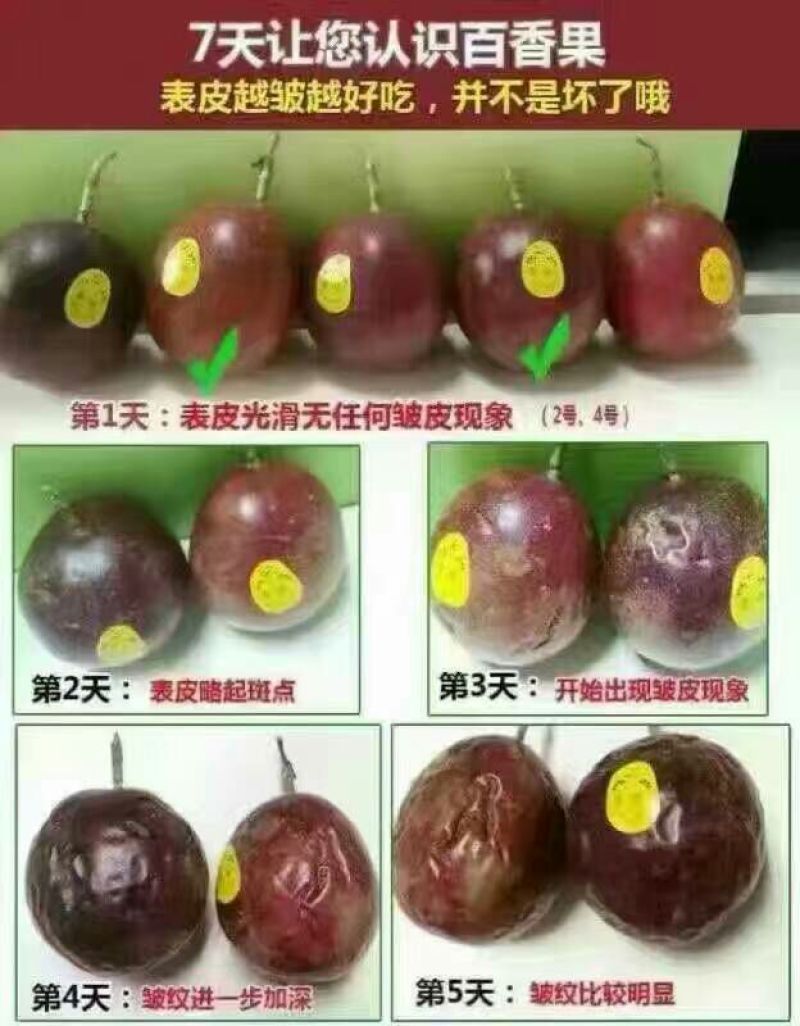 百香果紫香一号百香果