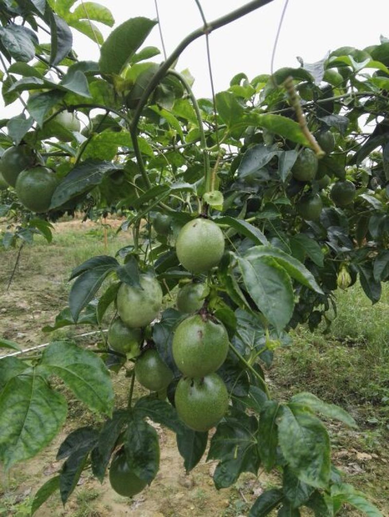 百香果紫香一号百香果