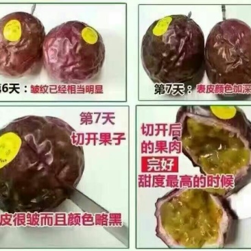 百香果紫香一号百香果