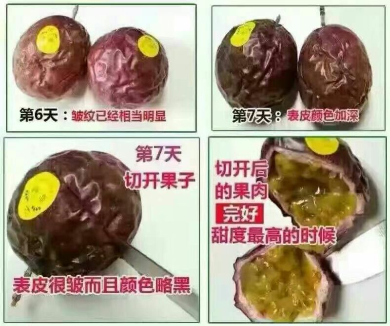 百香果紫香一号百香果