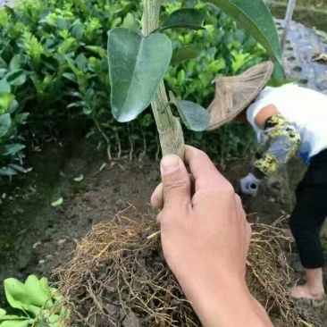 平和蜜柚苗