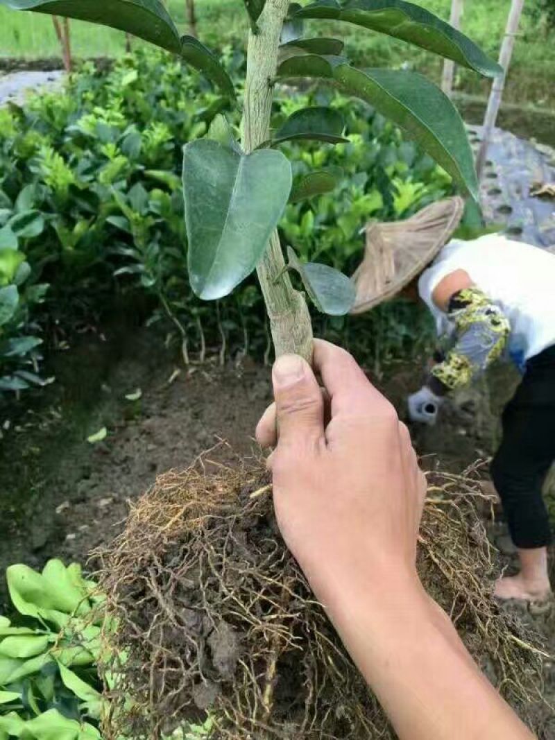 平和蜜柚苗