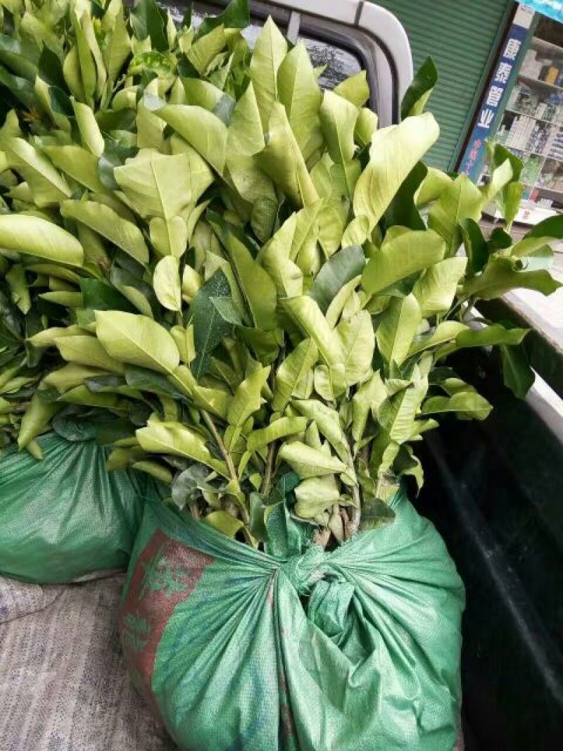 平和蜜柚苗