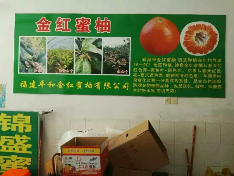 平和蜜柚苗