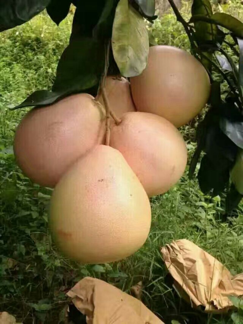 平和蜜柚苗