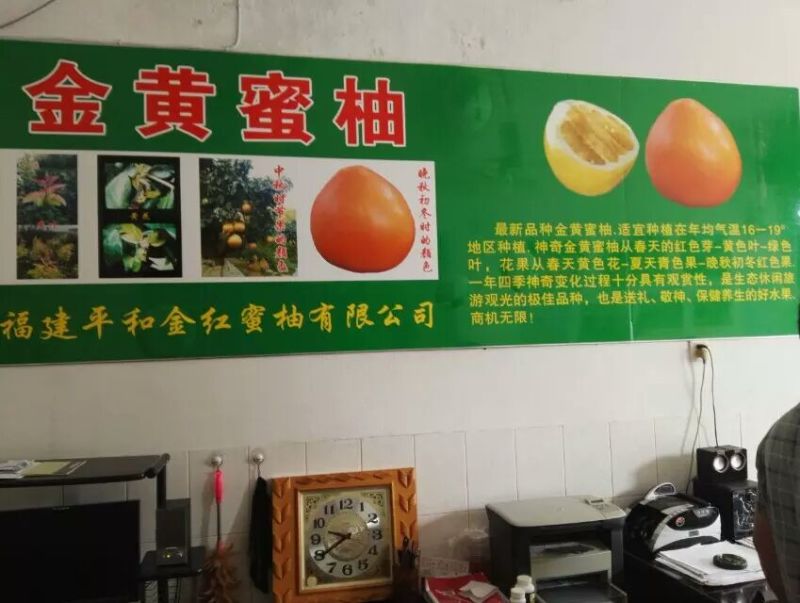 平和蜜柚苗