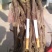 巨峰葡萄苗30~50cm1年