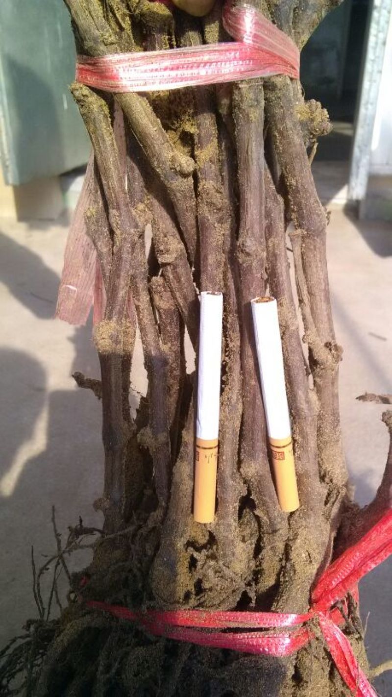 巨峰葡萄苗30~50cm1年